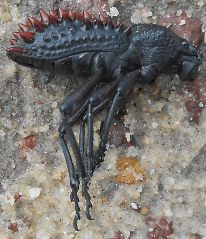 Alien on the ground